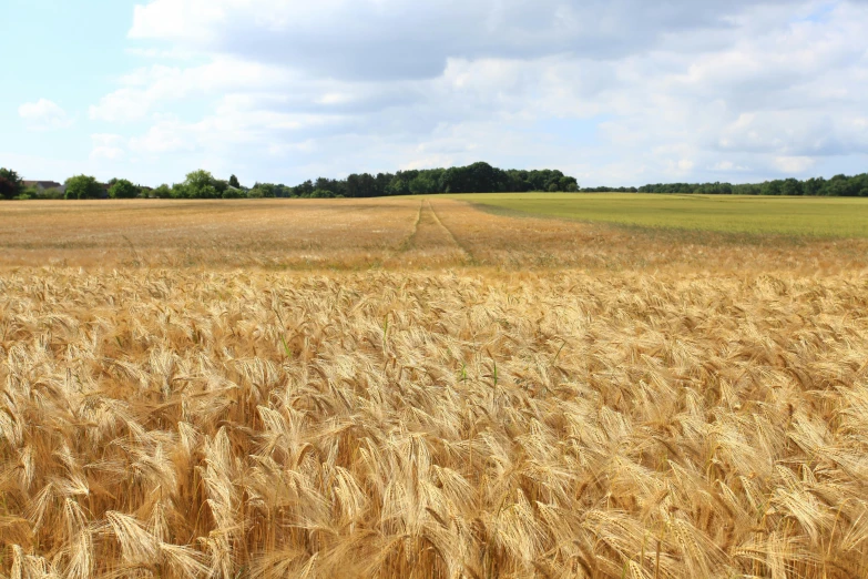 a field of ripe wheat on a sunny day, by David Simpson, unsplash, next to farm fields and trees, no cropping, organic biomass, in 2 0 1 2