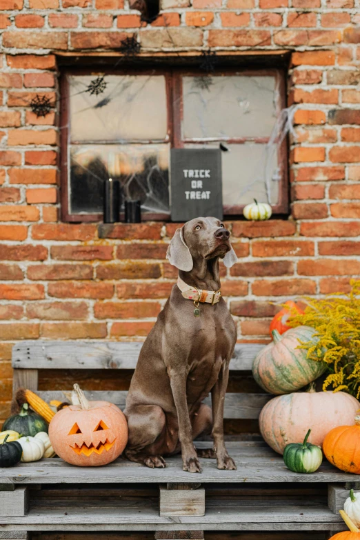 a dog sitting on a bench with pumpkins and gourds, a picture, by Paul Bird, shutterstock contest winner, graffiti, haunted house, square, grey orange, brick