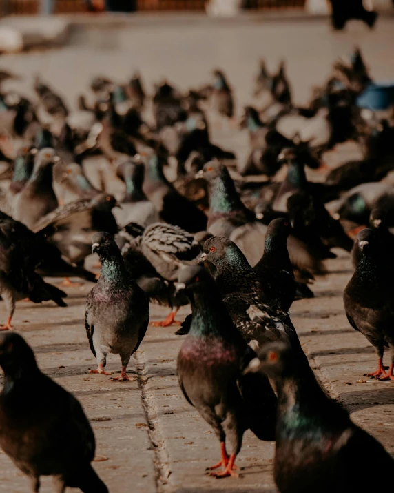 a flock of pigeons standing next to each other on a sidewalk, trending on unsplash, happening, lgbtq, crowded square, black, brown