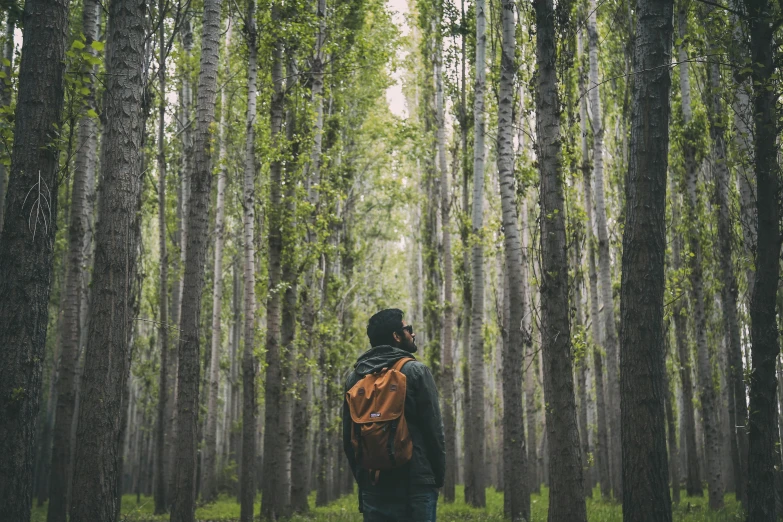 a person standing in the middle of a forest, a backpack, ((trees))