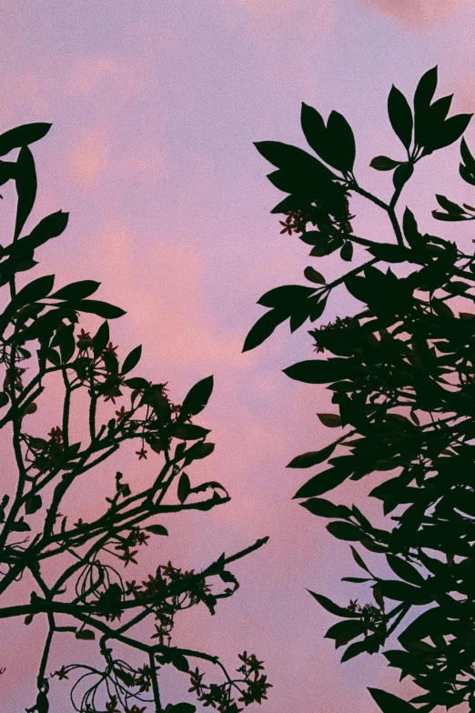 a couple of birds sitting on top of a tree, an album cover, trending on pexels, aestheticism, pink clouds, botanic foliage, silhouette :7, low quality photo