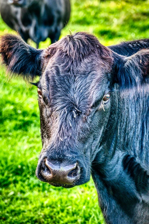 a black cow standing on top of a lush green field, pexels contest winner, photorealism, square nose, fierce expression 4k, full frame image, an old