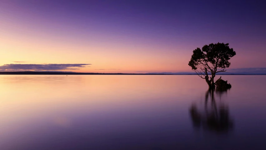 a lone tree sitting in the middle of a lake, unsplash contest winner, soft purple glow, manuka, sunset panorama, calm sea