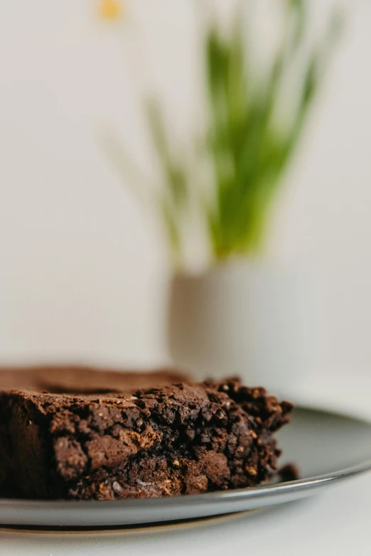 a piece of chocolate cake on a plate, a picture, by Tom Bonson, unsplash, large potted plant, close-up product photo, rectangle, brunettes