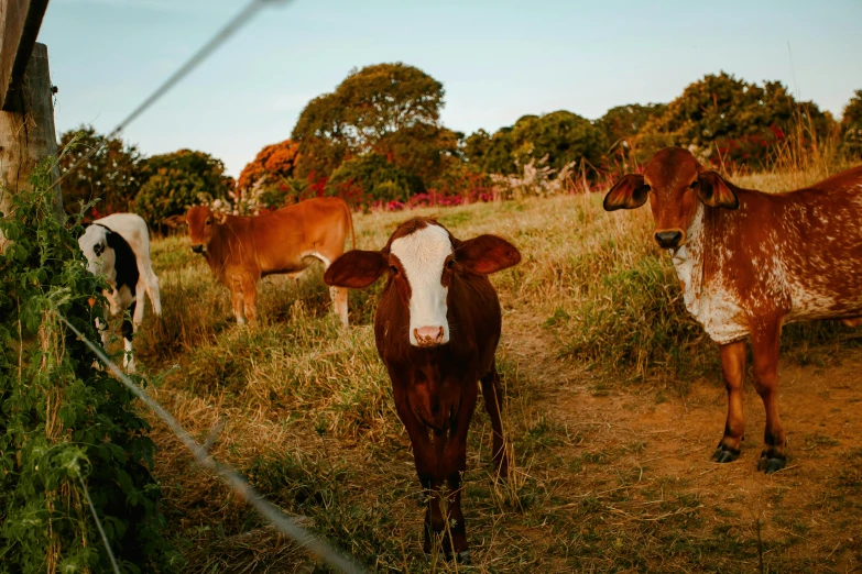 a herd of cattle standing on top of a grass covered field, profile image, golden hour photo, 🦩🪐🐞👩🏻🦳, bulli