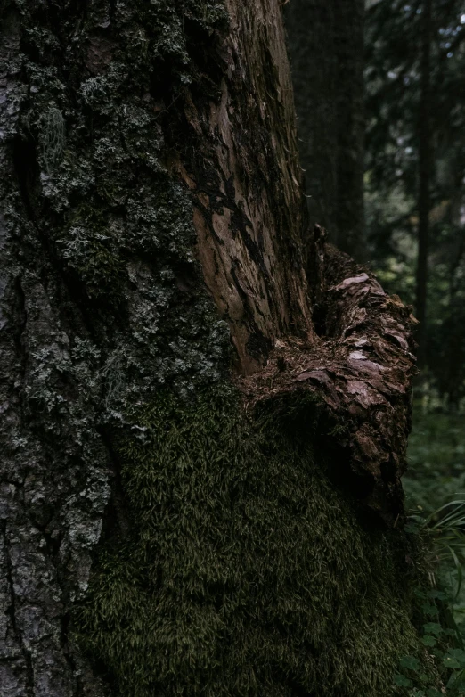 a moss covered tree in the middle of a forest, an album cover, by Jacob Kainen, unsplash contest winner, realism, close up shot from the side, ((trees)), gnarly details soft light, ignant