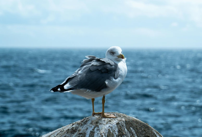 a seagull standing on a rock in front of the ocean, pexels contest winner, arabesque, folded arms, grey, blue, with a yellow beak