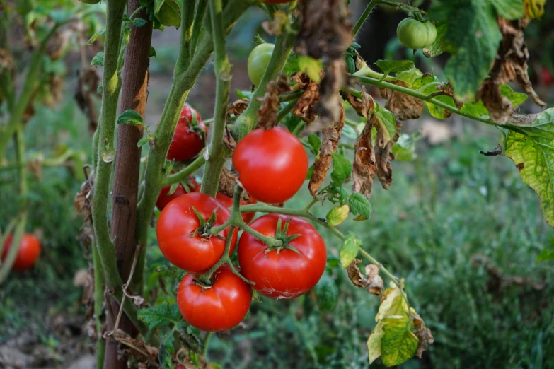 a bunch of tomatoes hanging from a tree, profile image