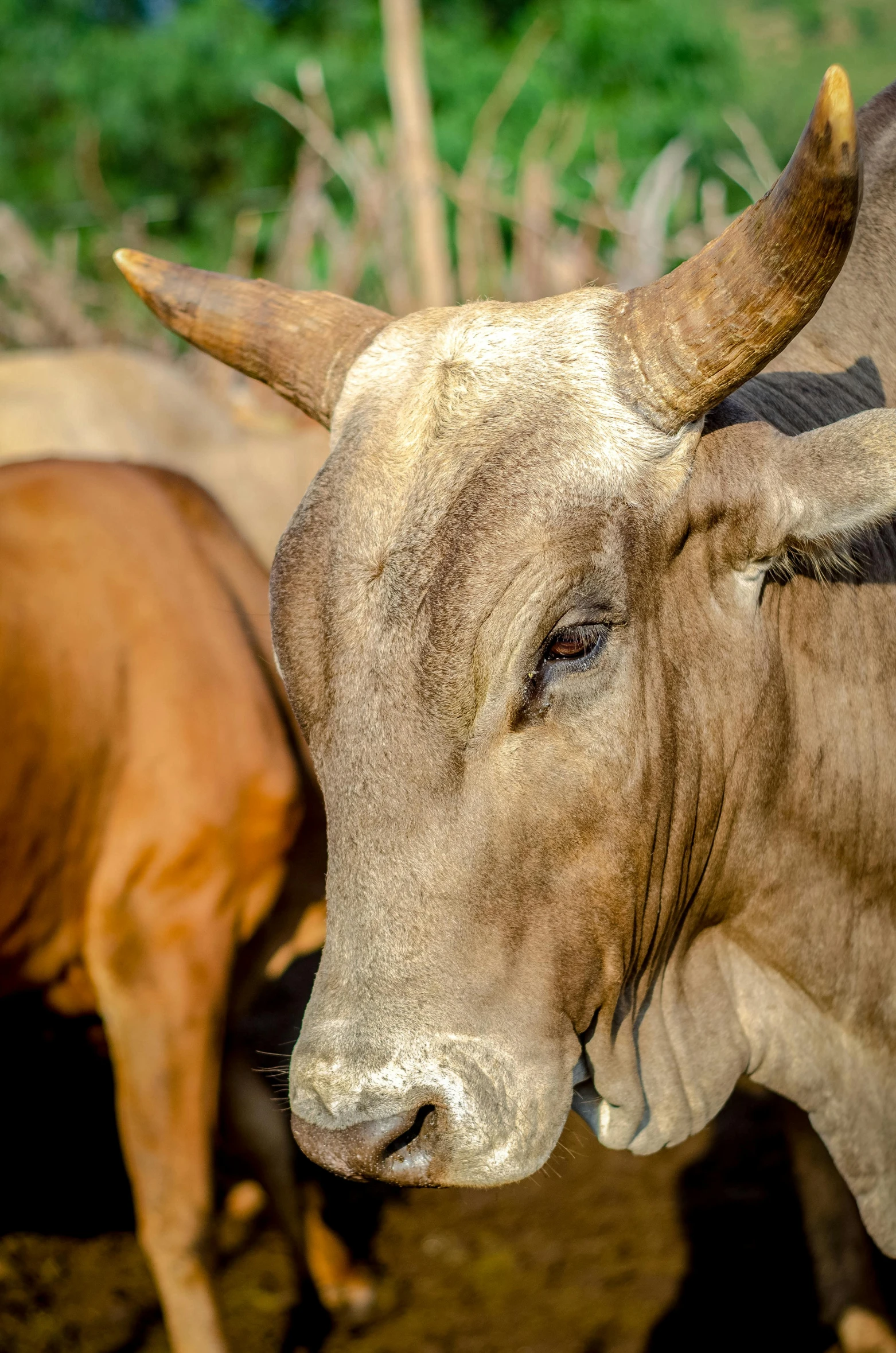 a couple of brown cows standing next to each other, by Daniel Lieske, trending on unsplash, laos, closeup 4k, multiple stories, full frame image