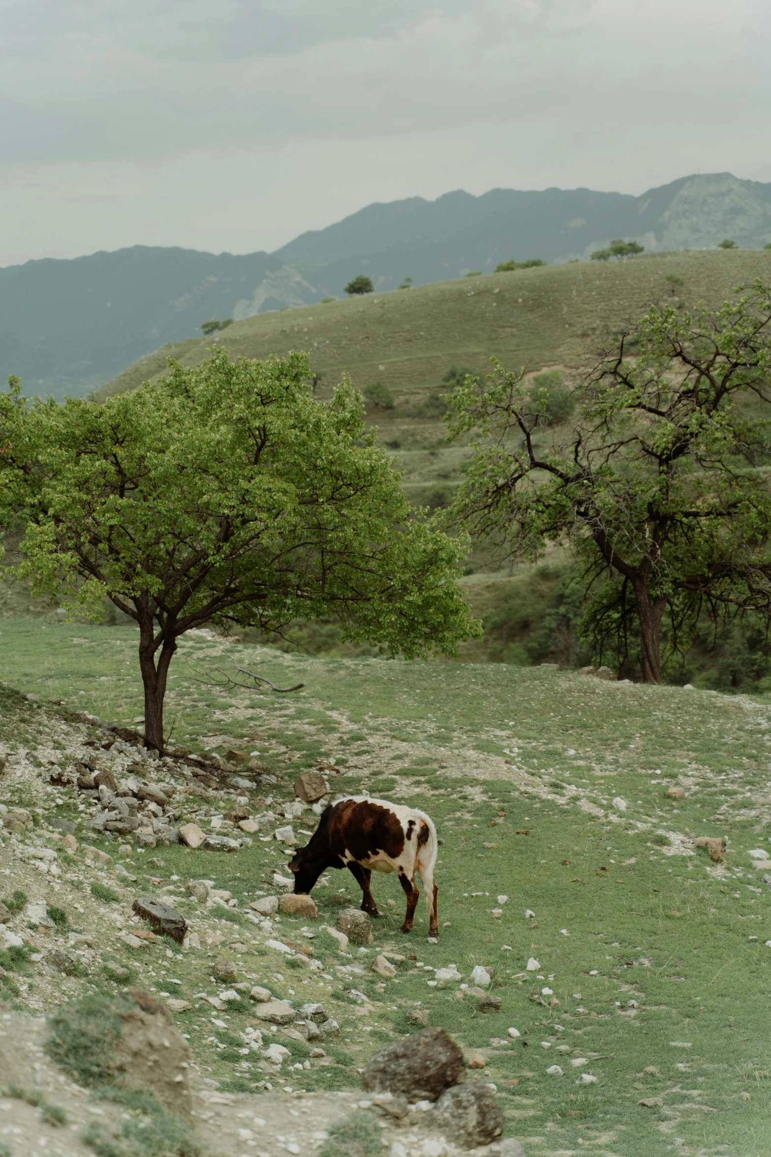 a brown and white cow standing on top of a lush green hillside, renaissance, tehran, film still, oak trees and dry grass, panoramic