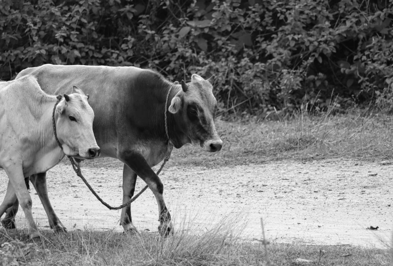 a couple of cows walking down a dirt road, a black and white photo, pixabay, injured, 👰 🏇 ❌ 🍃, gray scale, romanian