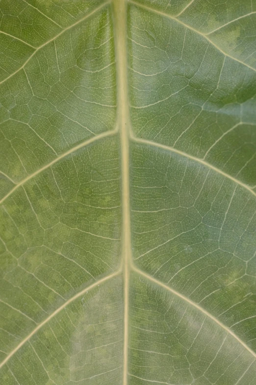 a close up of a leaf of a plant, zoomed out to show entire image, datura, sustainable materials, light green