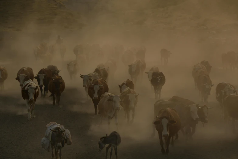 a herd of cattle running across a dirt road, a detailed matte painting, unsplash contest winner, dust storm, 4k”, cowboy, 4 k ”