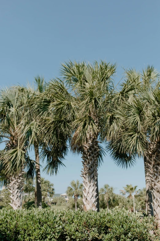 a bride and groom standing in front of a row of palm trees, by Carey Morris, unsplash, visual art, the emerald coast, clear blue sky, in savannah, panoramic shot