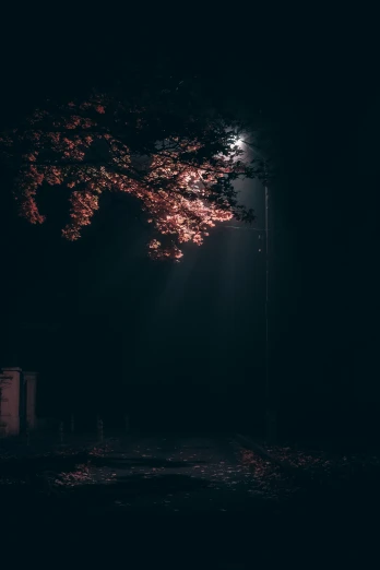 a bench sitting under a tree at night, inspired by Elsa Bleda, unsplash contest winner, conceptual art, standing under a beam of light, spooky autumnal colours, lights with bloom, pitch darkness around the post