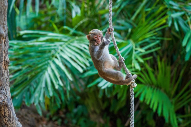 a monkey hanging from a rope in the jungle, pexels contest winner, slide show, birdseye view, singapore, smol