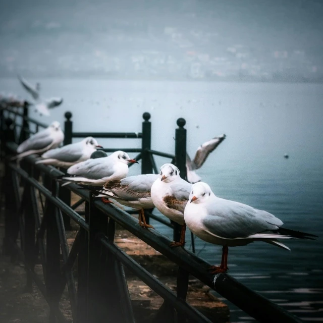 a group of seagulls sitting on a railing next to a body of water, by Niko Henrichon, pexels contest winner, romanticism, lakeside, on display, closeup photograph, no duplicate image