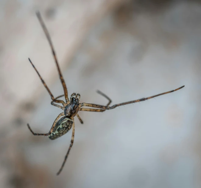 a close up of a spider on a rock, pexels contest winner, arabesque, hanging from the ceiling, high angle close up shot, detailed high resolution, with long thin antennae