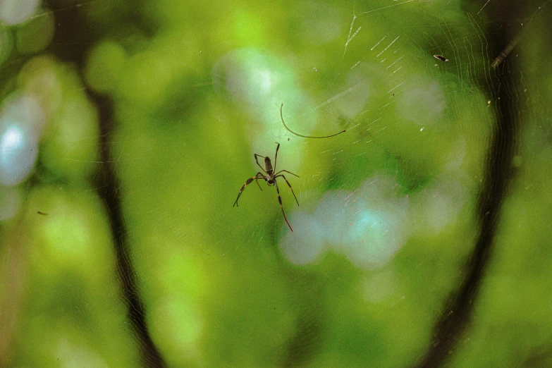 a spider sitting on top of a spider web, pexels contest winner, in green forest, soft shade, paul barson, in a tree