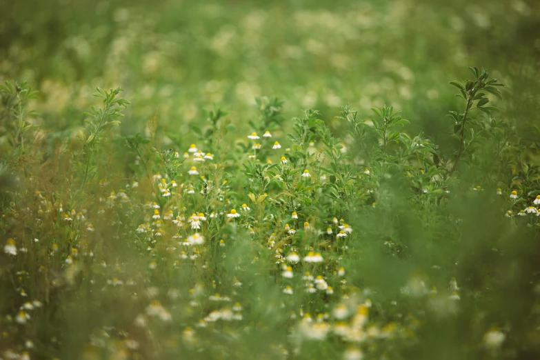 a bird sitting on top of a lush green field, a picture, inspired by Elsa Bleda, unsplash, chamomile, detailed medium format photo, unfocused, cinematic shot ar 9:16 -n 6 -g