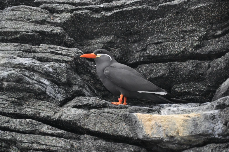 a bird that is sitting on some rocks, dark grey and orange colours, big island, hestiasula head, julia hetta