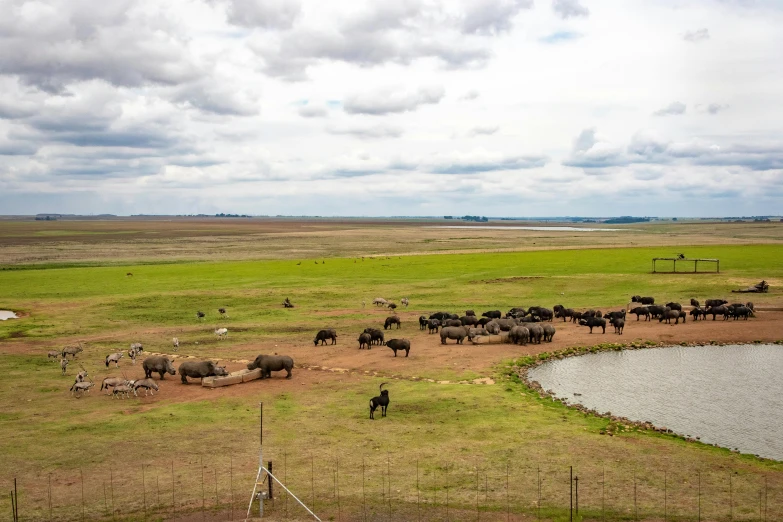 a herd of elephants standing on top of a lush green field, by Hubert van Ravesteyn, pexels contest winner, land art, water reservoir, wide view of a farm, 2 5 6 x 2 5 6 pixels, meats on the ground