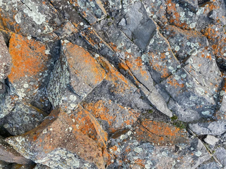 a bird sitting on top of a pile of rocks, inspired by Neil Welliver, lyrical abstraction, photograph from above, grey orange, ((rocks)), lichen macro