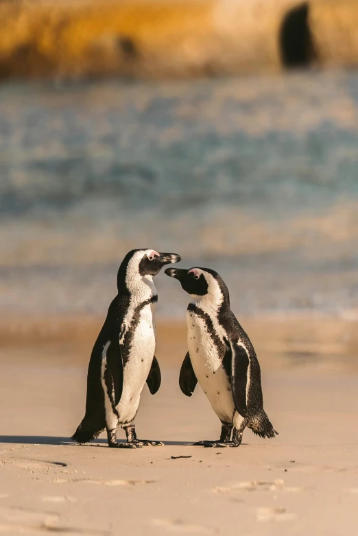 a couple of penguins standing on top of a sandy beach, bubbly, south african coast, multiple stories, february)