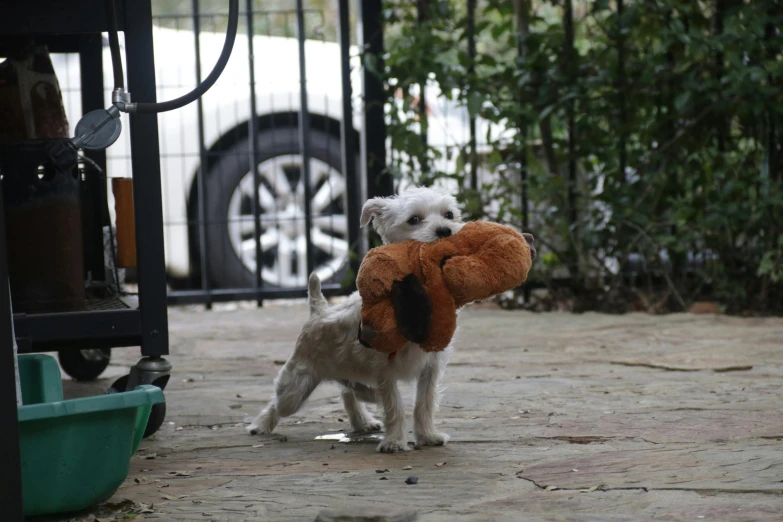 a small dog holding a stuffed animal in its mouth, by Steven Belledin, reddit, in the yard, fan favorite, square, rusty