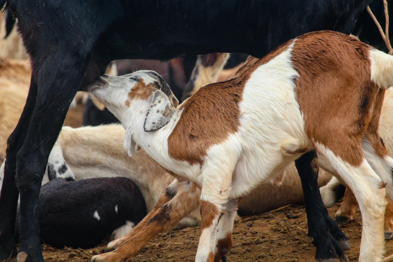 a baby goat standing next to an adult goat, by Jan Tengnagel, trending on unsplash, renaissance, screaming in agony, sri lanka, beef, that resembles a bull\'s