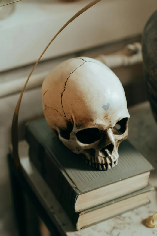 a skull sitting on top of a stack of books, pexels contest winner, vanitas, medium head to shoulder shot, pale-skinned, placed in a living room, photo of head