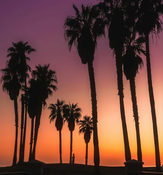 a group of palm trees next to a body of water, by Carey Morris, unsplash contest winner, purple sunset, the city of santa barbara, profile image, stacked image