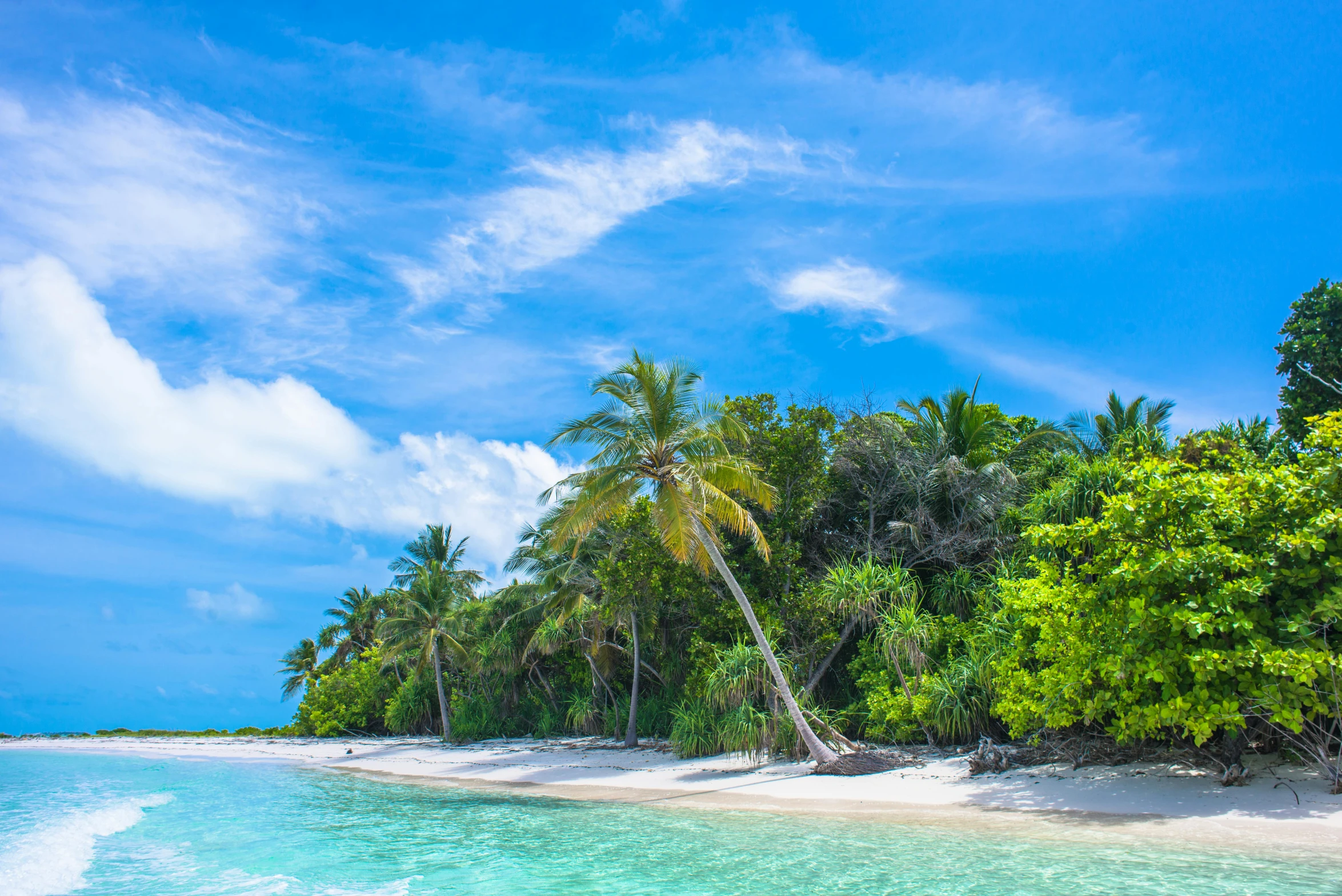 a beach with palm trees and clear water, inspired by Edwin Deakin, pexels contest winner, hurufiyya, thumbnail, maldives in background, beautiful forests and trees, summer light