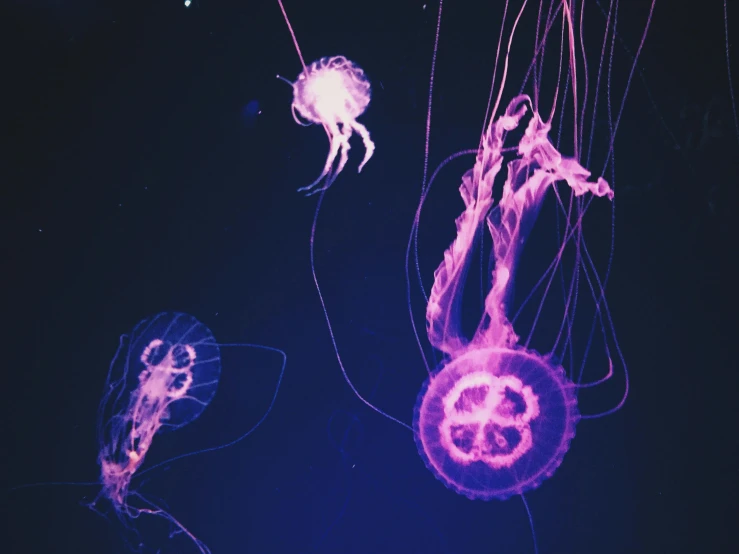 a group of jellyfish floating in the water, unsplash, generative art, purple bioluminescence, 🦩🪐🐞👩🏻🦳, lomography photo, sea enemies