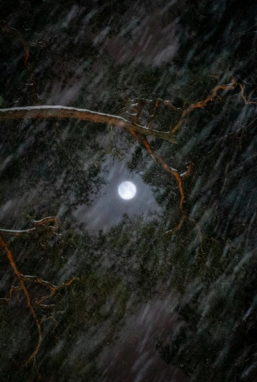 a full moon is seen through the branches of a tree, an album cover, unsplash contest winner, magical realism, rain storm, ignant, australian winter night, zoomed out photography