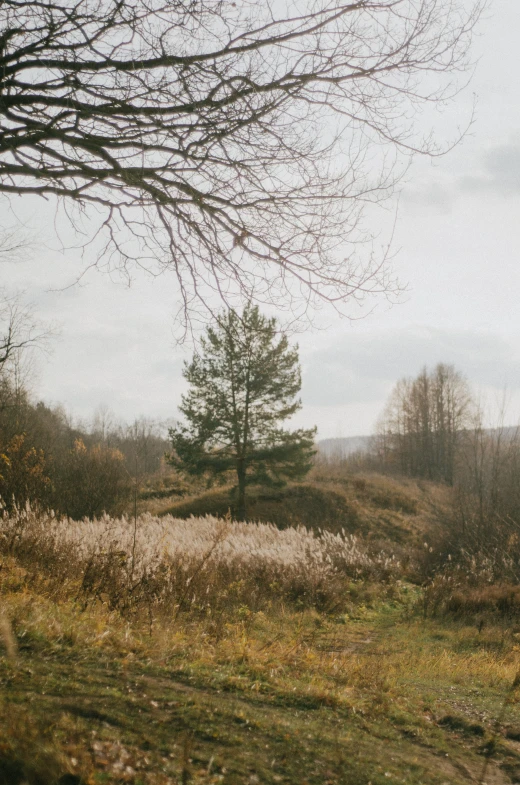 a red fire hydrant sitting on top of a lush green field, an album cover, inspired by Elsa Bleda, land art, panorama view, late autumn, jovana rikalo, russian landscape