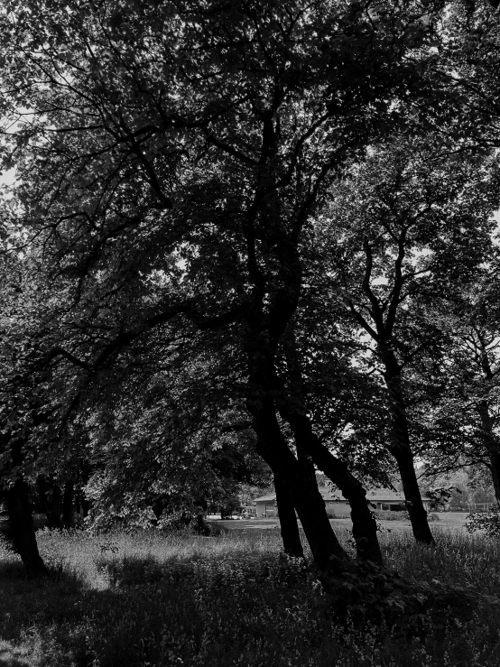 a black and white photo of trees in a field, by Mirko Rački, summer 2016, evening!! in the forest, the oak tree, intricate environment - n 9