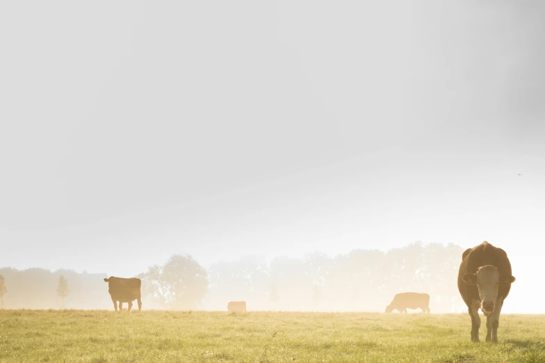 a herd of cattle standing on top of a lush green field, by Andries Stock, minimalism, golden morning light, photographic print, light grey mist, meats on the ground