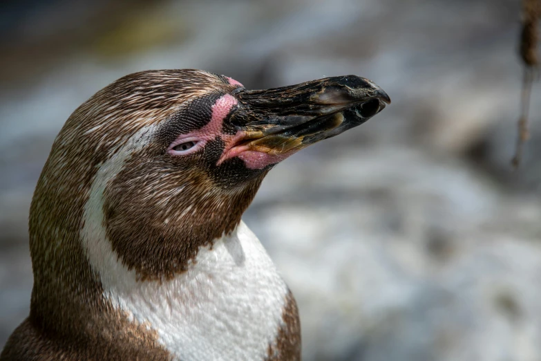 a close up of a penguin with a blurry background, pexels contest winner, long pointy pink nose, high detail photo, rugged face, ready to eat