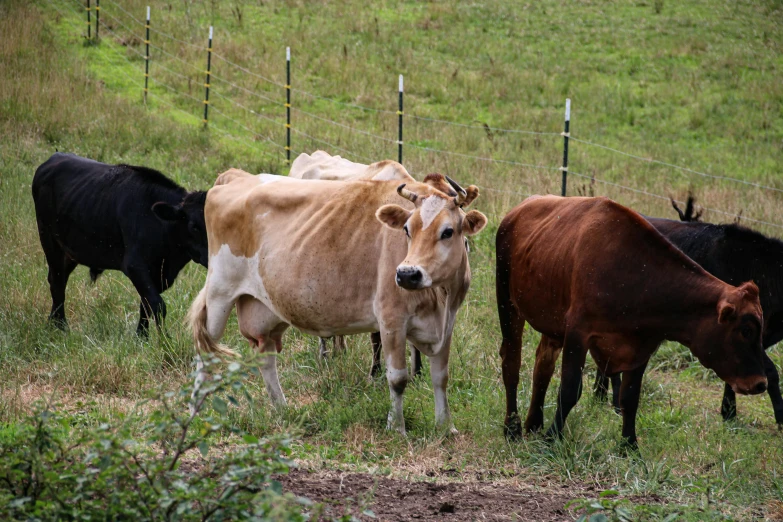 a herd of cows standing on top of a lush green field, profile image