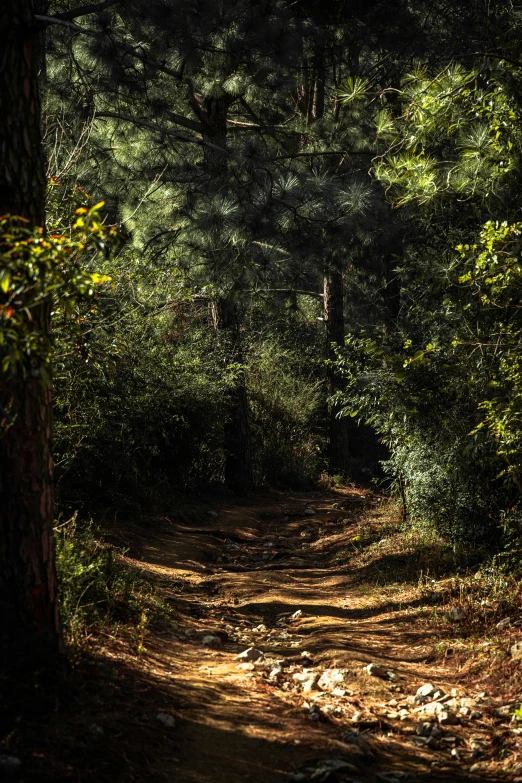 a dirt road in the middle of a forest, slide show, dark shadowy surroundings, in avila pinewood, fan favorite