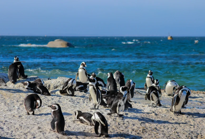 a flock of penguins standing on top of a sandy beach, on the ocean, multiple stories, cape, sprawling