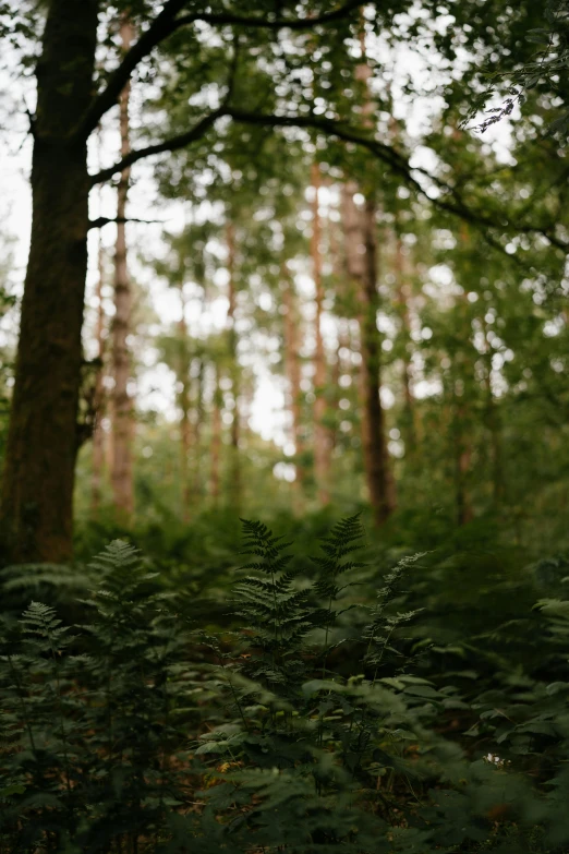 a red fire hydrant sitting in the middle of a forest, inspired by Elsa Bleda, unsplash, ferns, distant - mid - shot, medium format, wide film still