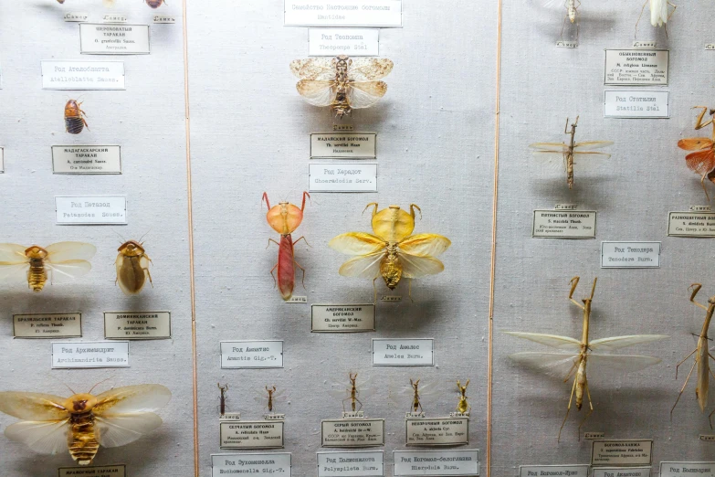 a display case filled with lots of different types of insects, unsplash, white and yellow scheme, dragonfly-like, hanging, evolution