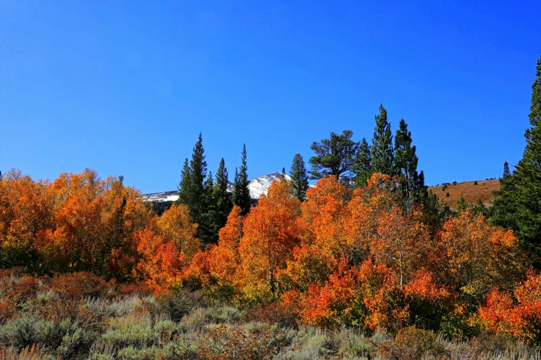 a group of trees that are standing in the grass, snow capped mountains, red orange and yellow leaves, square, slide show