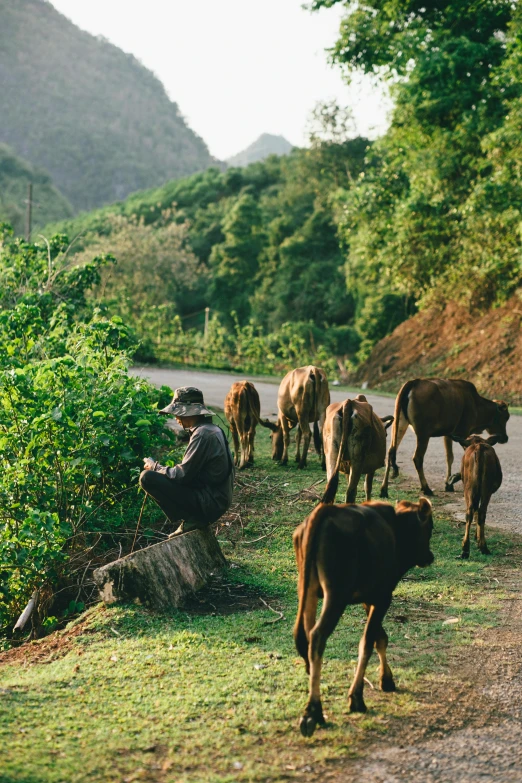 a herd of cattle walking down a dirt road, inspired by Steve McCurry, unsplash, sumatraism, mountainous jungle setting, vietnamese woman, sitting down, having a snack