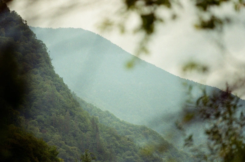 a couple of cows standing on top of a lush green hillside, a picture, inspired by Elsa Bleda, unsplash contest winner, hudson river school, hemlocks, photo taken on fujifilm superia, seen from a distance, light haze