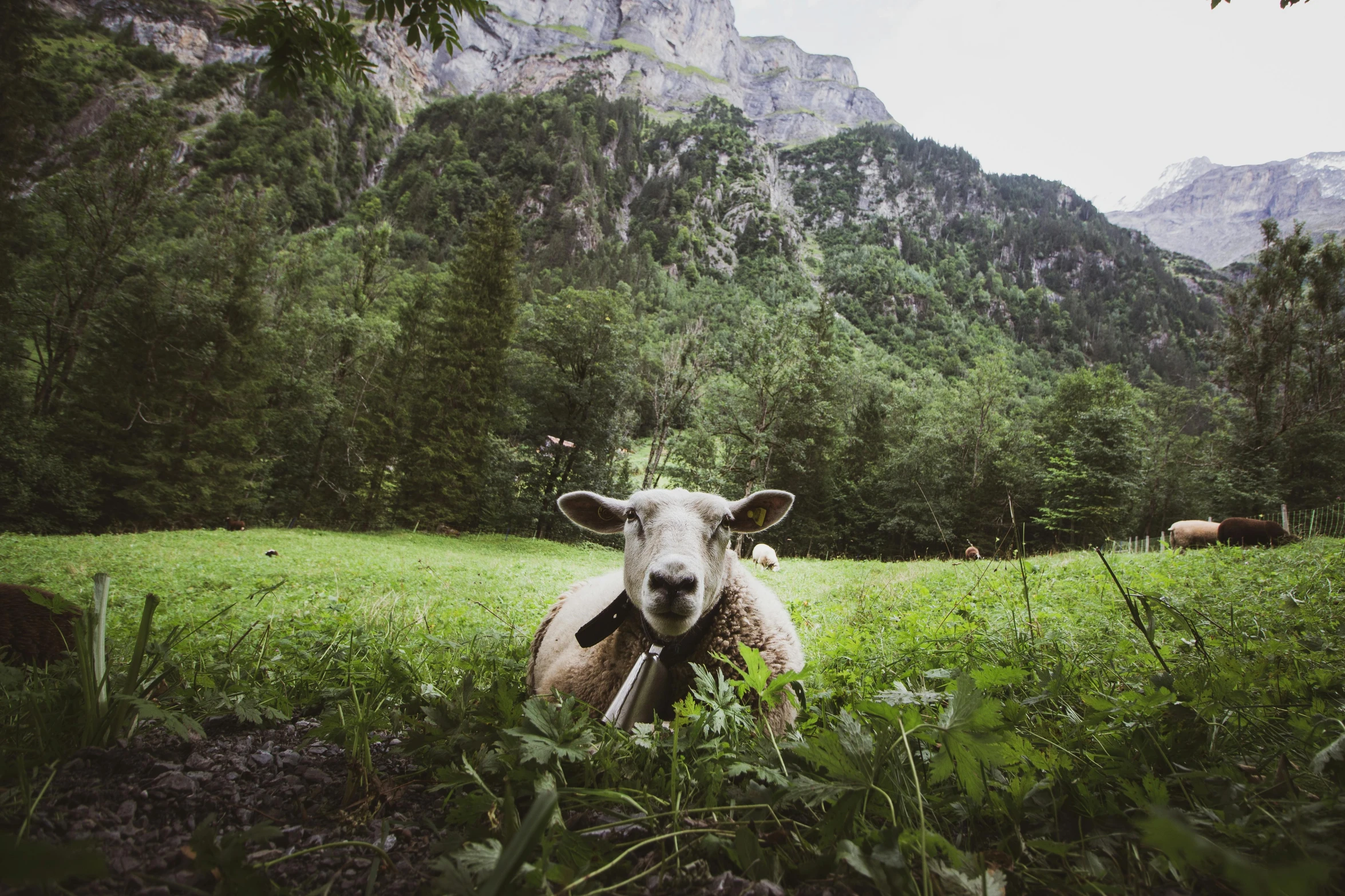 a sheep that is laying down in the grass, by Matthias Weischer, pexels contest winner, solo hiking in mountains trees, front facing the camera, midsommar style, big ears