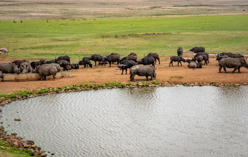 a herd of water buffalo walking across a lush green field, by Hubert van Ravesteyn, pexels contest winner, hurufiyya, water reservoir, standing next to water, panorama, a high angle shot