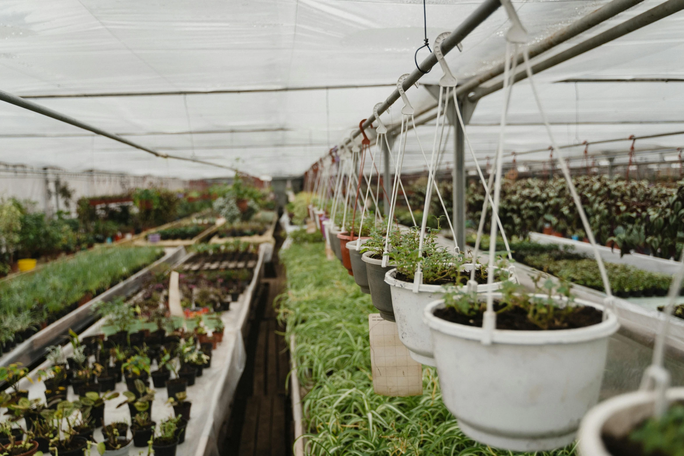 a greenhouse filled with lots of potted plants, unsplash, hoses, market stalls, low quality photo, premium quality